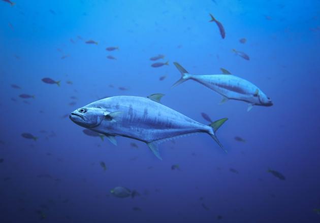 Ocean fisheries have a surprising carbon footprint due to prevention of carcass sink, storing carbon in the deep ocean