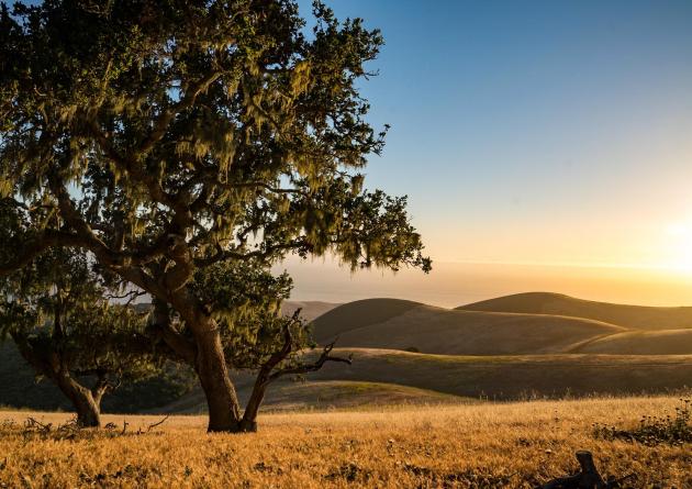 Large oak tree landscape with rolling hills and clear sky