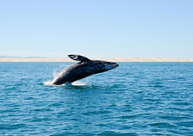 Whale Picture