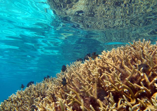 Underwater photo of coral reef