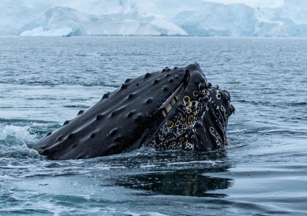 Despite the challenges of the COVID pandemic, a team of Bren master's students examined how undersea acoustic pollution might be impacting marine mammals.