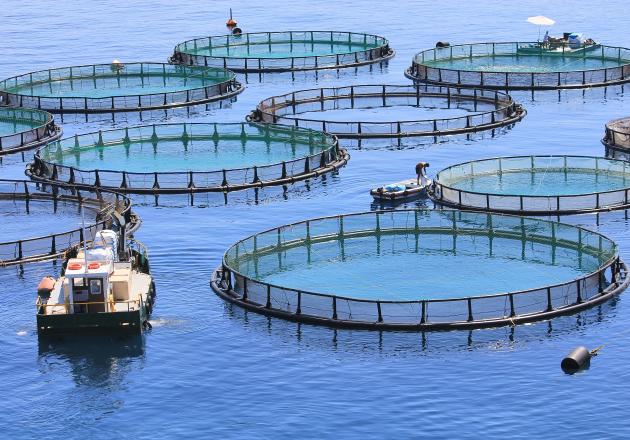 A study by UCSB researchers shows that as the human demand for food increases, the ocean can be sustainably cultivated with careful action