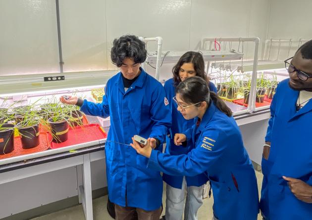 Students measure light levels on wheat growing in the Keller Lab as part of an ongoing experiment. Left to right: James Bae, Kayla Marie Clemens, Weiwei Li and Jean Wildort Félix