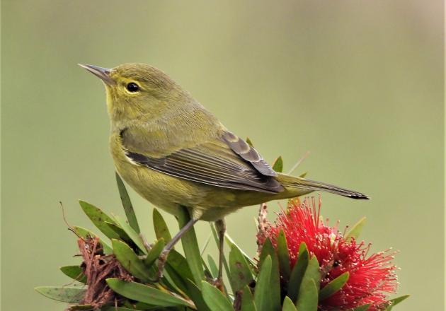 A small yellow bird perches on a bush