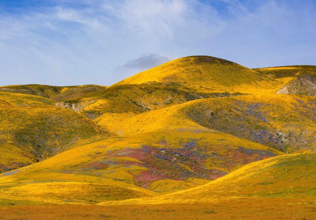 California's superblooms attract thousands of visitors to the state's outdoor spaces. But increased traffic to these spaces can cause harmful impacts to the future of the superblooms and California's wildflowers