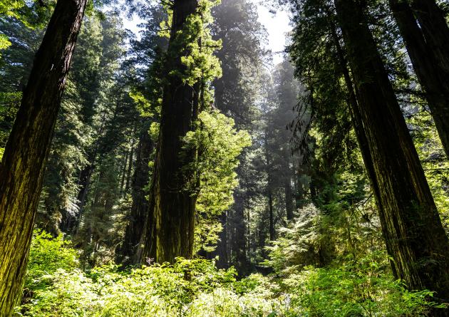 Redwood forest with tall trees and lower shrubs