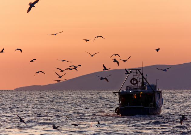 Fishing boat on the water with a sunset behind it and birds flying around the boat. 