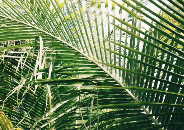 Green palm fronds 