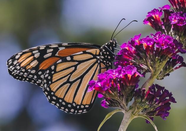 Beautiful monarch butterfly perches delicately on the vibrant petals of a purple flower