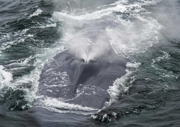 Closeup of the blowing blue whale on the water surface.