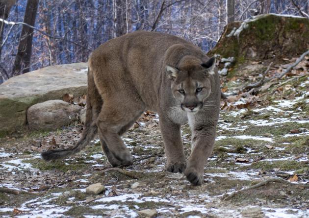 Cougar in the woods