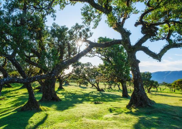 Oak trees with rolling hills behind