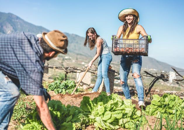 Teamwork harvesting fresh vegetables in the community greenhouse garden