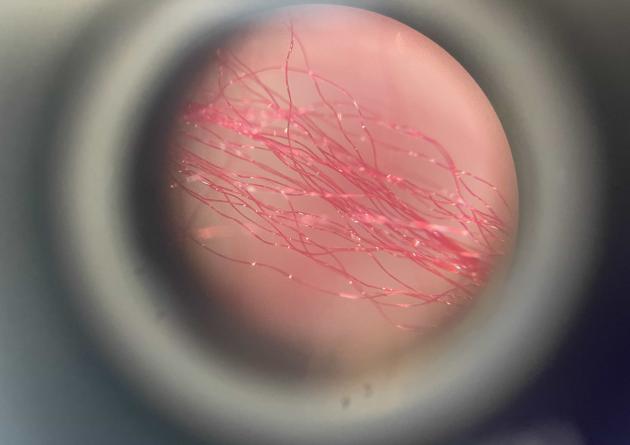 Microplastics under a microscope - Anna Perko