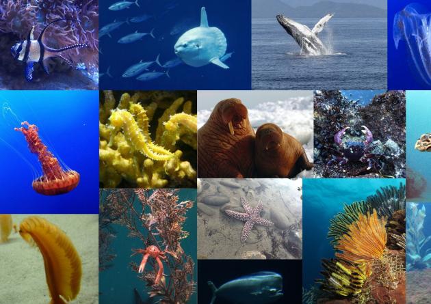 Collage of marine life