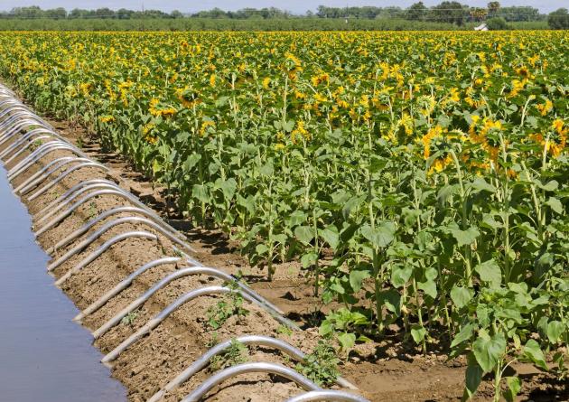 Field of sunflowers