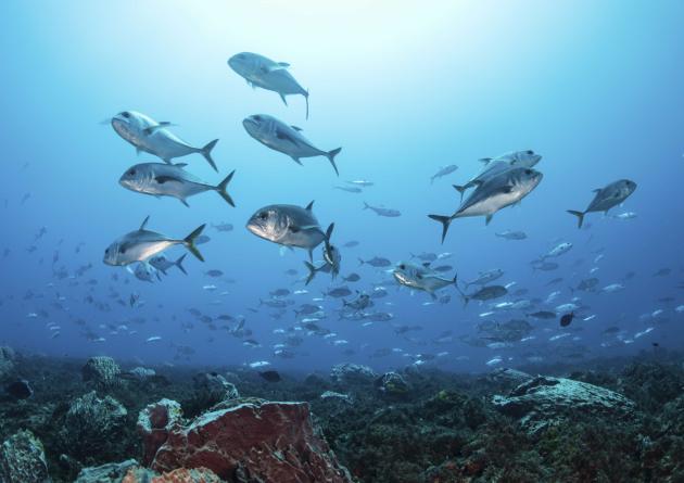 Schooling Bigeye jacks around reef structure, Puerto Morelos, Quintana Roo, Mexico