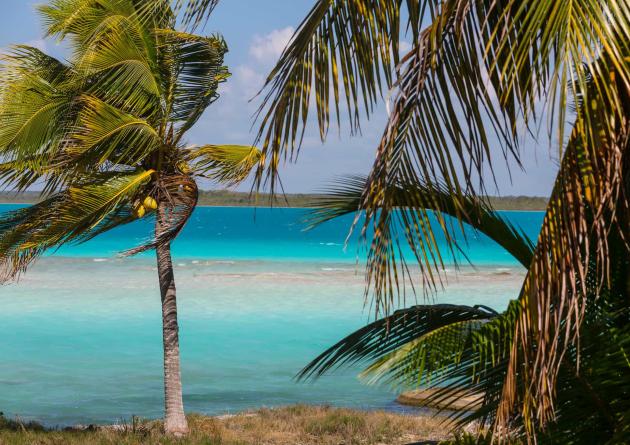 palm trees and clear water in the Bahamas
