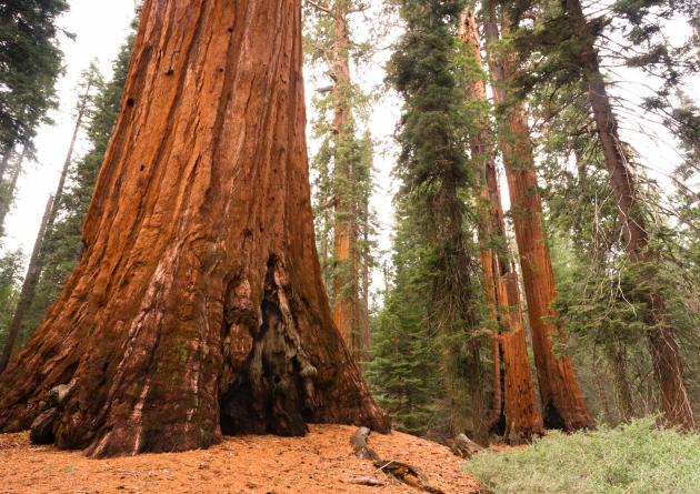 Giant Sequoia trees in Mariposa Grove, Yosemite National Park