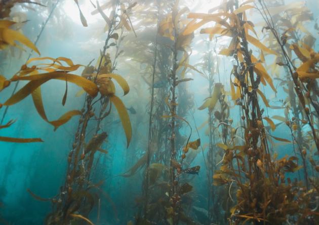 kelpweed growing in the ocean water under a sunbeam