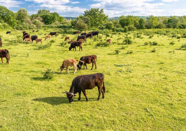 Group of cows grazing on a green meadow. Cows graze on the farm