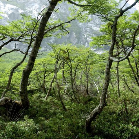 Lush native forest trees in Chile