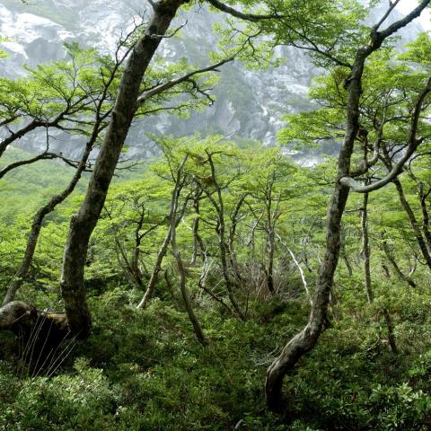 Lush native forest trees in Chile 