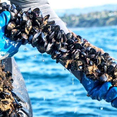 Gloved hand holding rope of farmed mussels