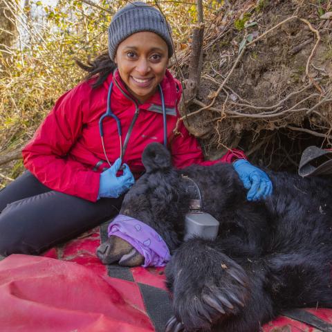 Dr. Wynn-Grant with a healthy but sedated black bear. Photo credit: Peter Houlihan