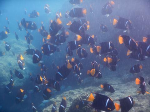 Underwater recuperating fisheries