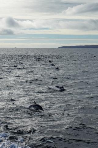 Ocean with dolphins jumping