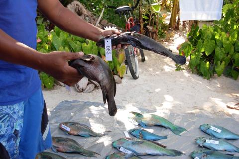 Person holding tagged fresh caught fish