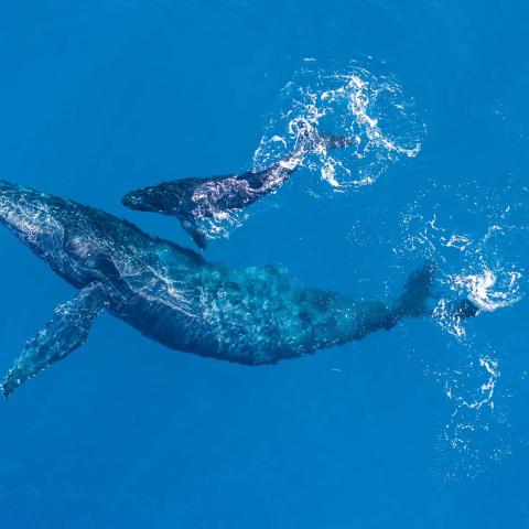 humpback whale with calf