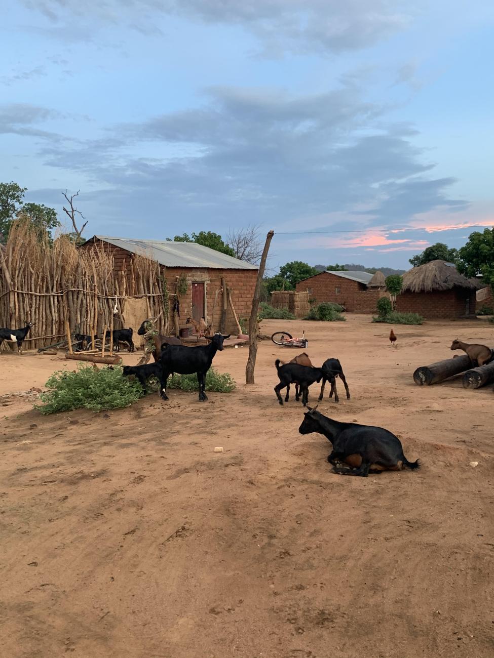 Goats on a rural farm