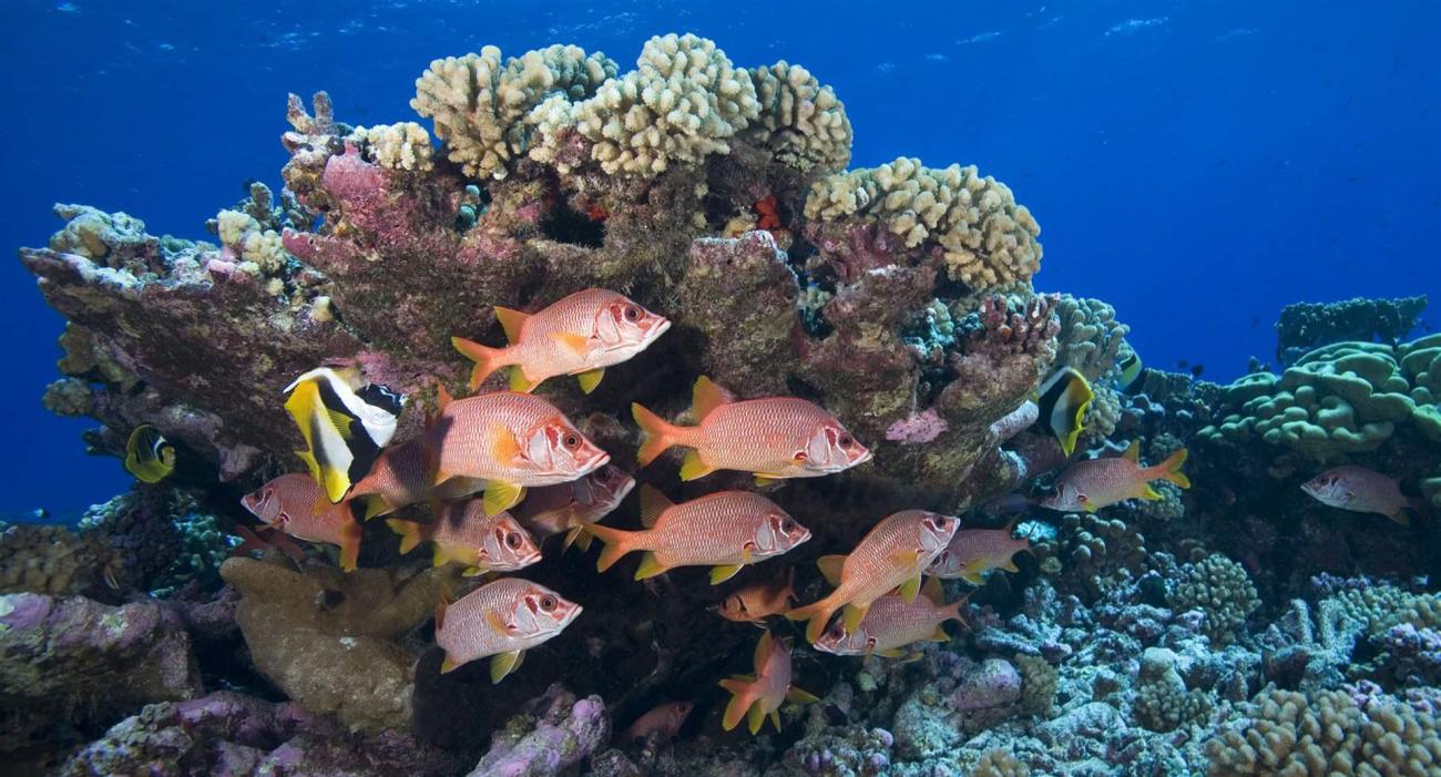 Underwater photo of a coral reef and robust school of fish