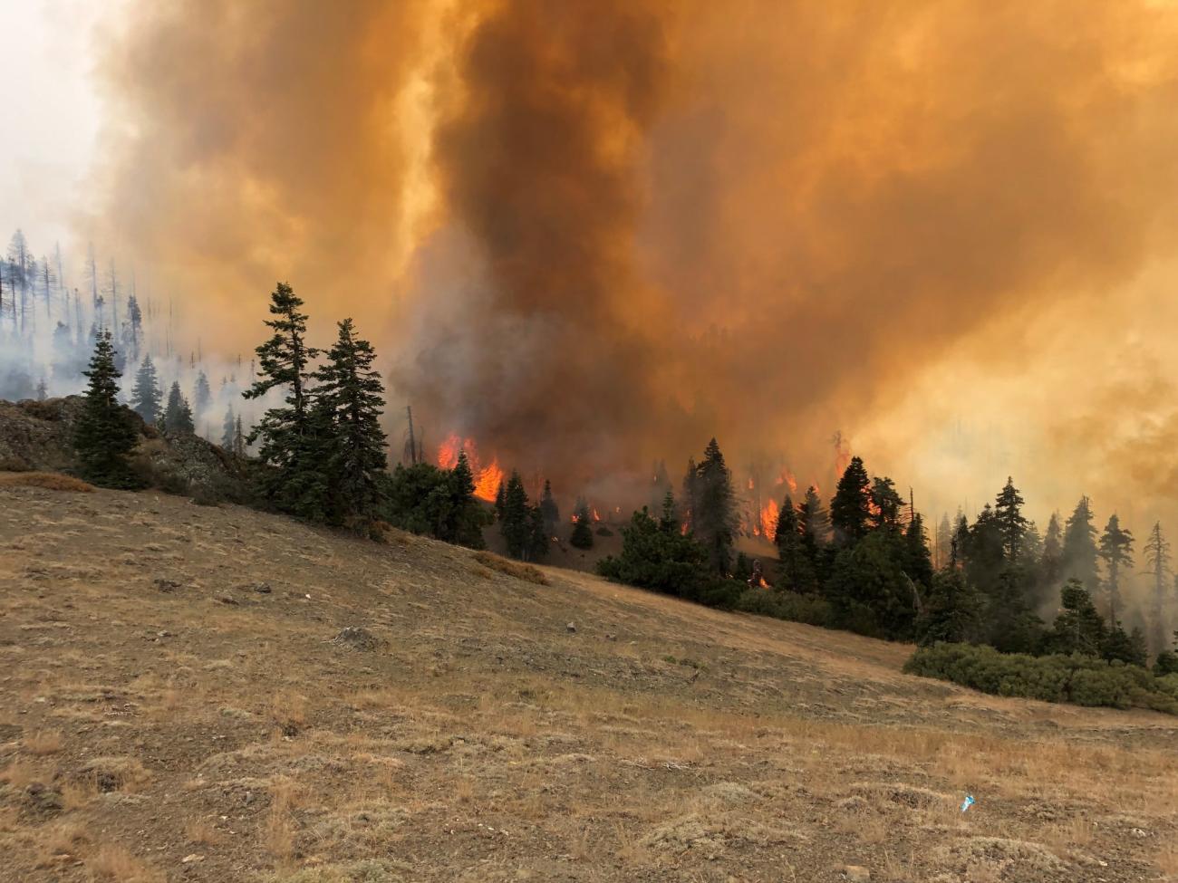 Fire over a tree line with smoke in sky