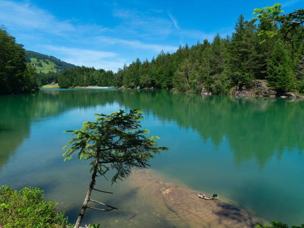 Green lake surrounded by pine trees