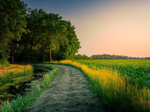 A road next to a field at sunset
