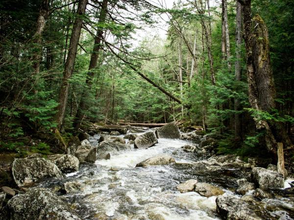 A creek in a forest