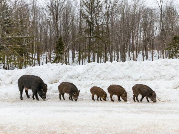 Five wild pigs on a snowy road