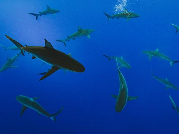 Sharks swimming