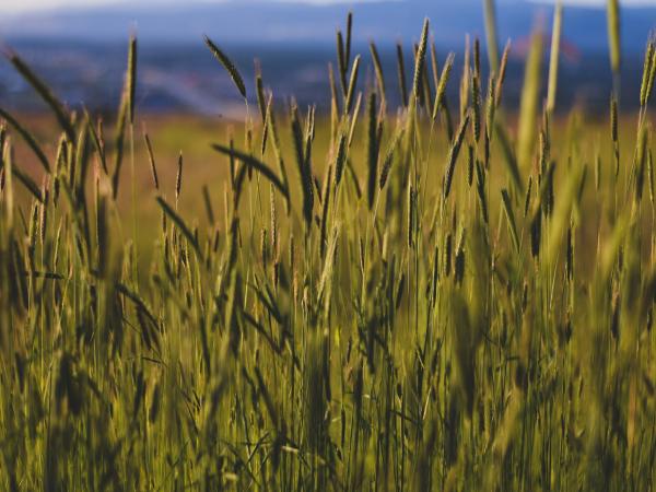 A field of prarie grass