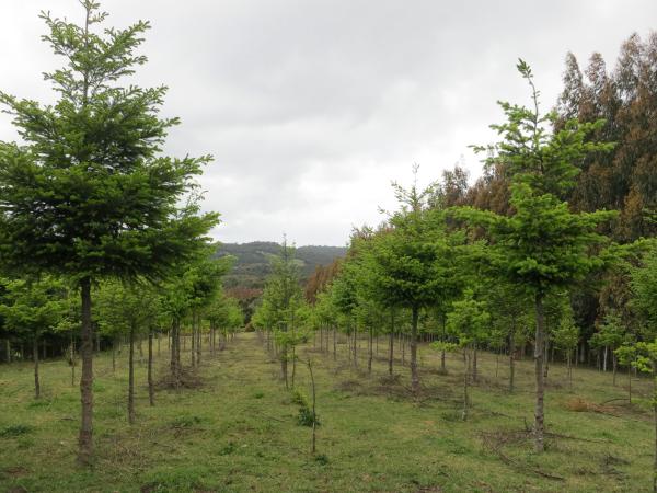 Trees planted in rows in grassy area