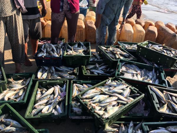 Crates of fish on a fishing boat