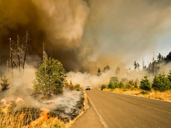 A wildfire burns near a forest road