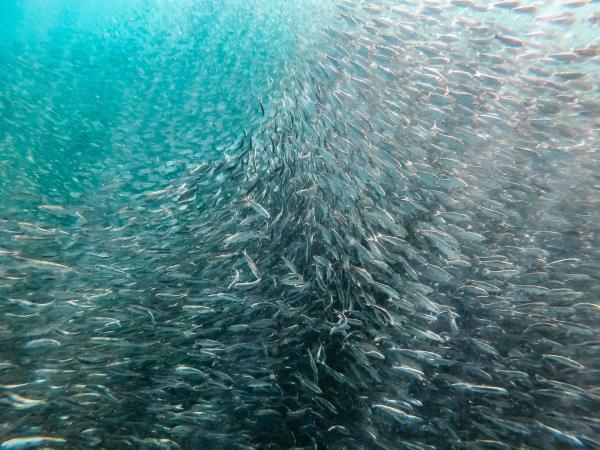 A school of fish