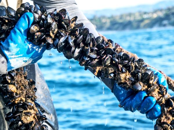 Gloved hand holding rope of farmed mussels