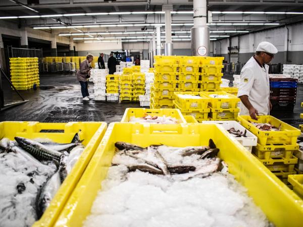Yellow crates of fish on ice