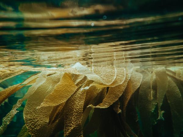 Kelp floats near the surface of the water