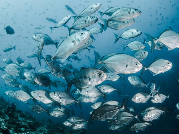 School of silver fish underwater